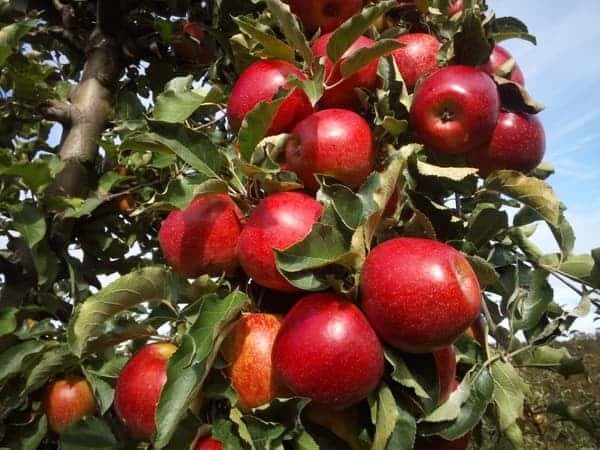 Gałąź ugięta pod ciężarem dojrzałych czerwonych jabłek