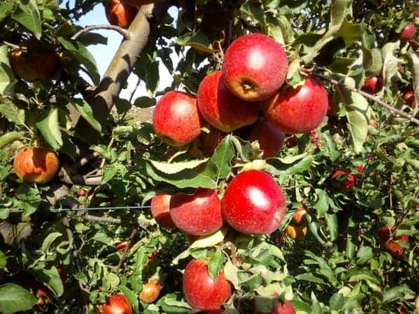 Kiść czerwonych jabłek gotowych do zbioru na gałęzi