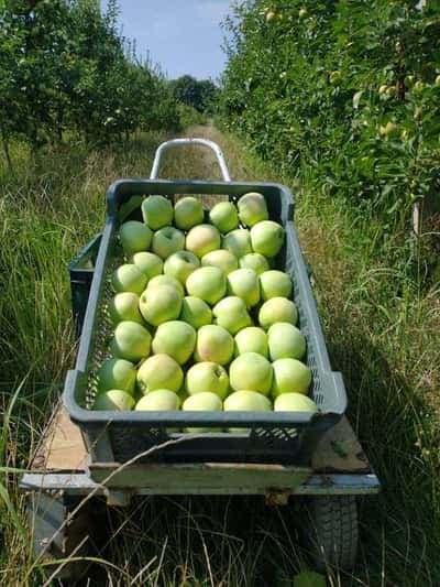 Skrzynka zielonych jabłek na wózku między letnimi rzędami sadu
