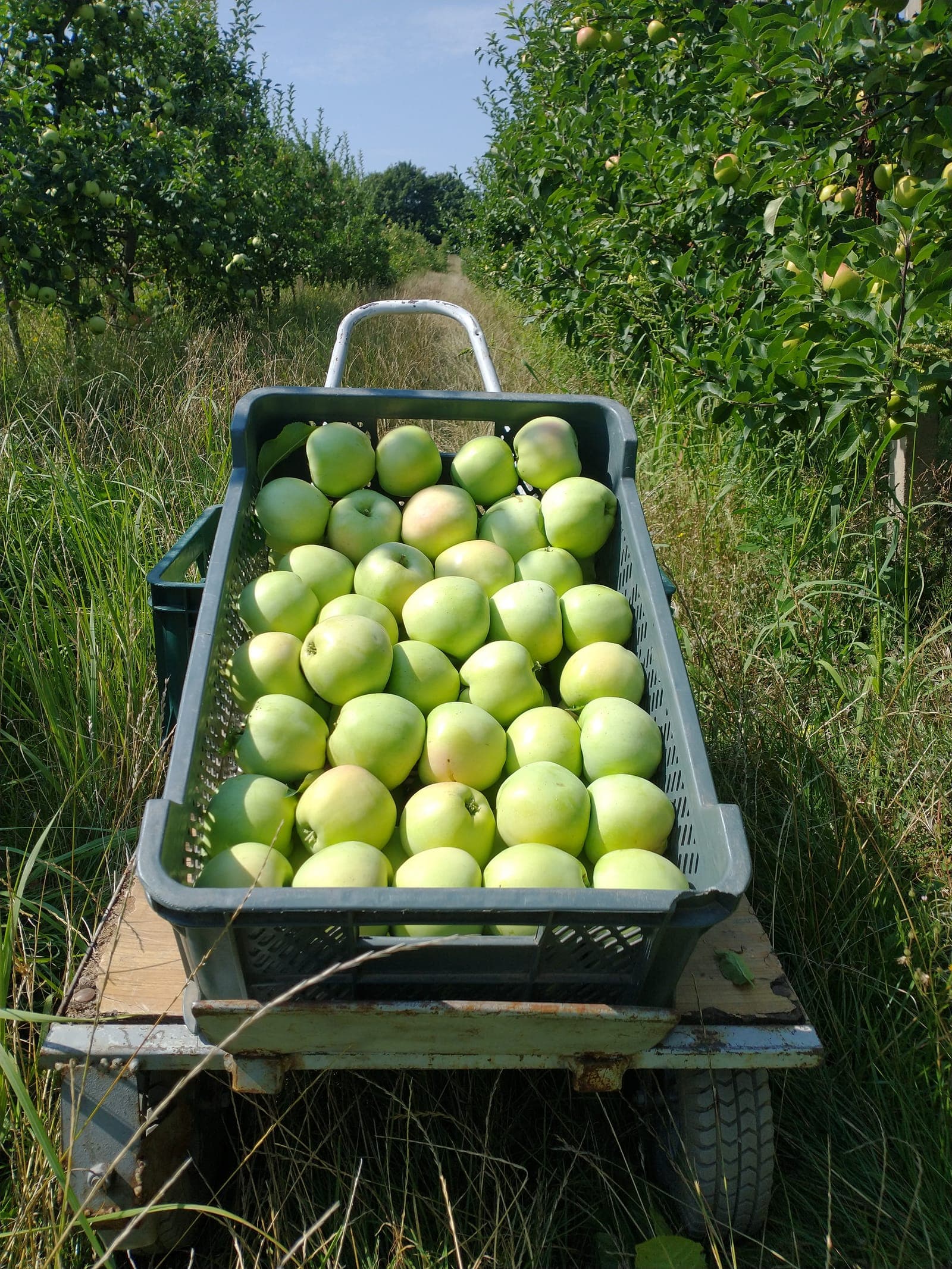 Skrzynka zielonych jabłek na wózku między letnimi rzędami sadu