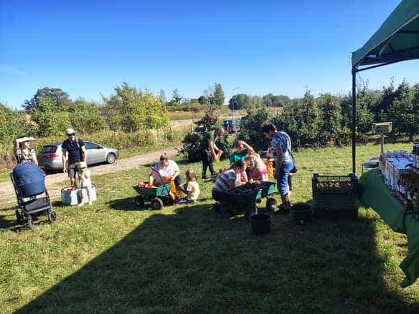 Rodziny z dziećmi zbierają jabłka do taczek na Jabłkobraniu