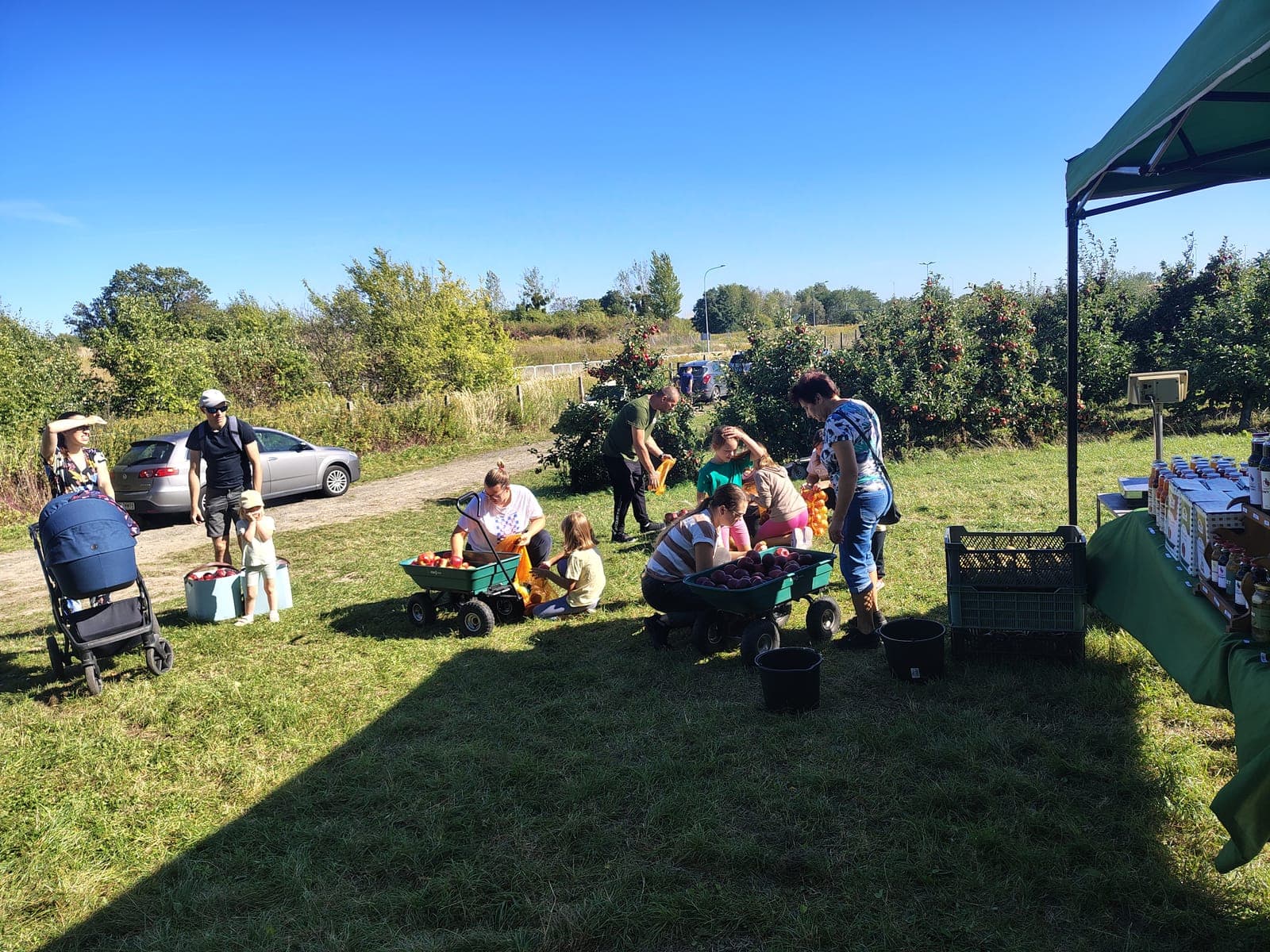 Rodziny z dziećmi zbierają jabłka do taczek na Jabłkobraniu