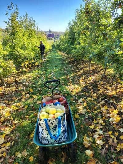 Taczka z torbą jabłek na jesiennej alei sadu — Jabłkobranie