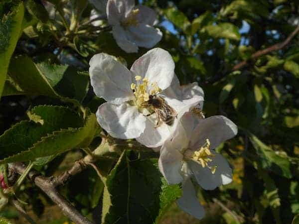 Pszczoła zapylająca biały kwiat jabłoni w wiosennym sadzie