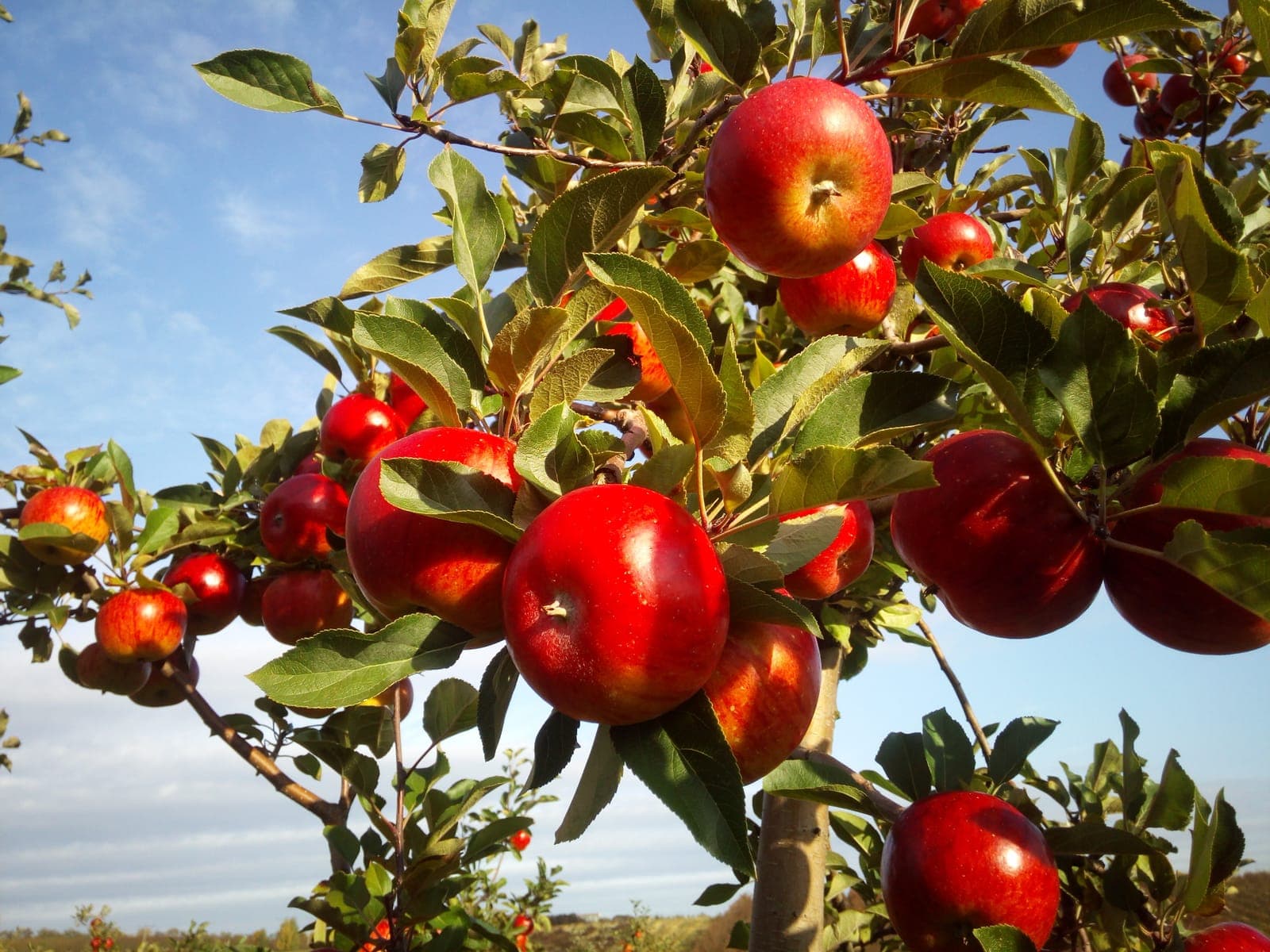 Soczyste czerwone jabłka dojrzewające na gałęziach w słoneczny dzień