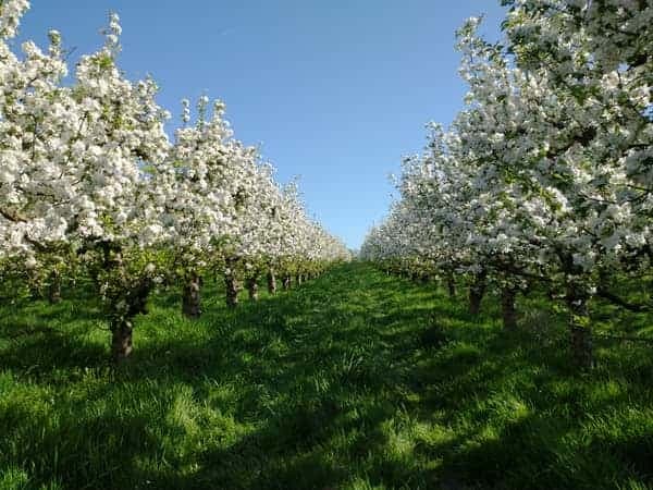 Aleja kwitnących jabłoni wiosną — białe kwiaty na tle błękitnego nieba