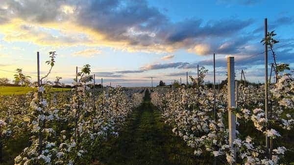 Kwitnące jabłonie o zachodzie słońca — rzędy drzew pod kolorowym niebem