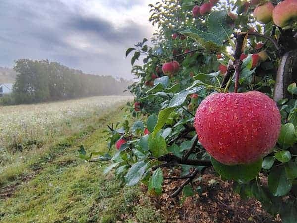 Czerwone jabłko z kroplami rosy na tle mglistego poranka w sadzie