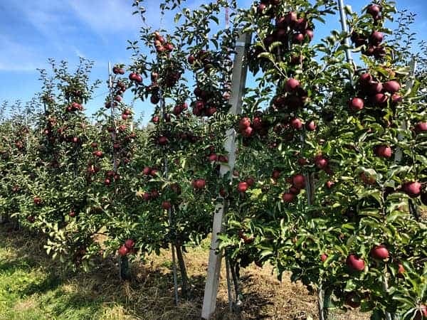 Rzędy jabłoni obficie obsypanych ciemnoczerwonymi jabłkami