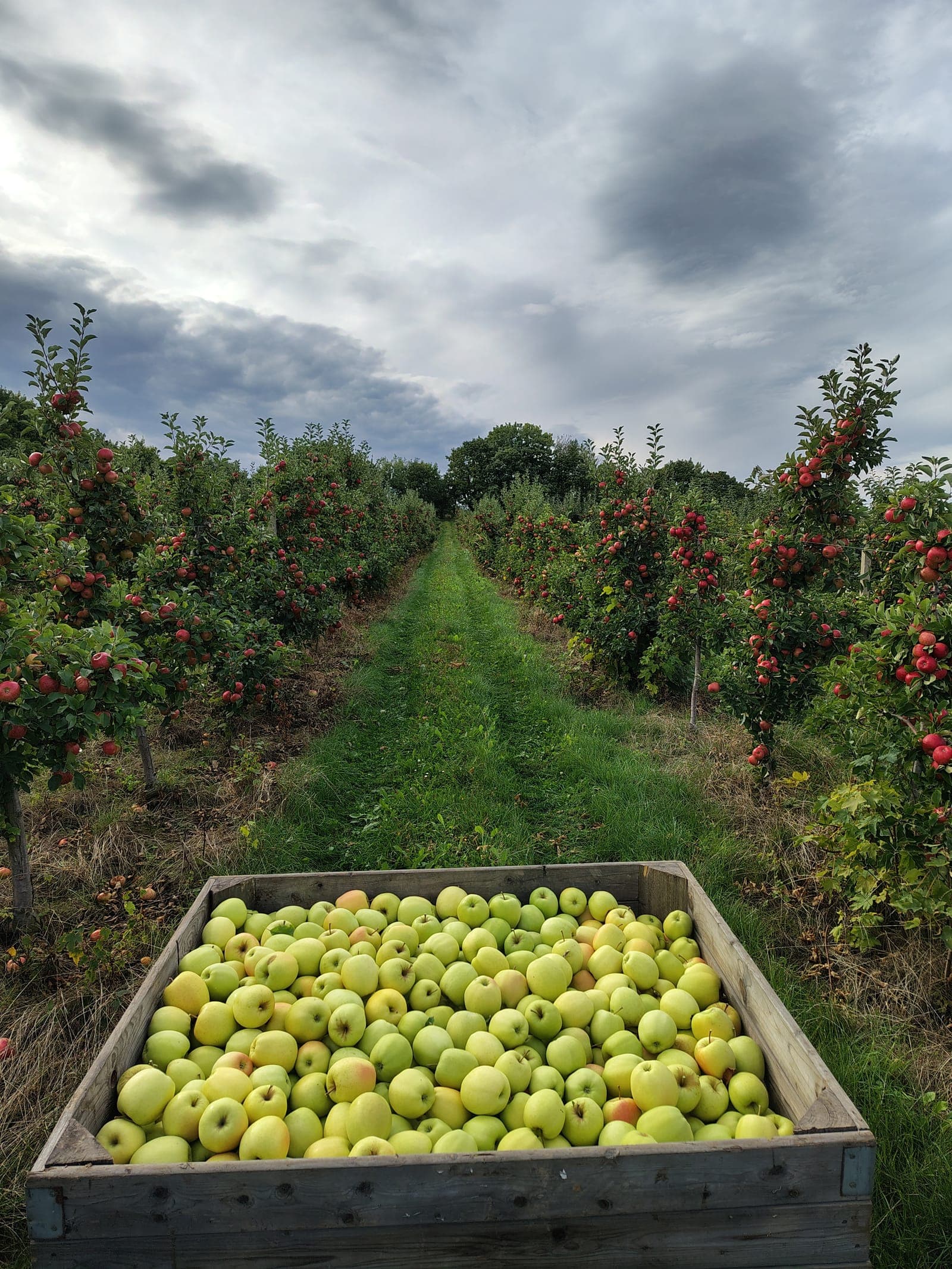 Drewniana skrzynia jabłek Golden na tle jesiennego sadu