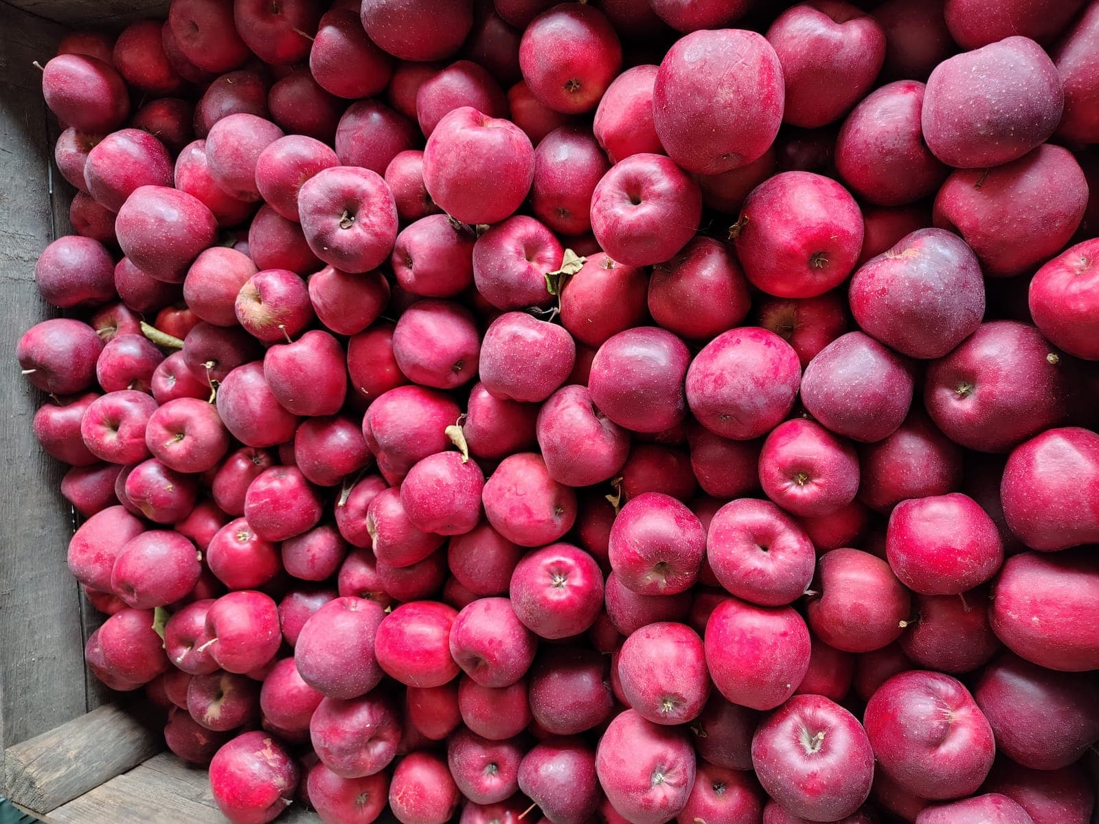 Skrzynia pełna czerwonych jabłek — świeżo zebrane owoce z bliska