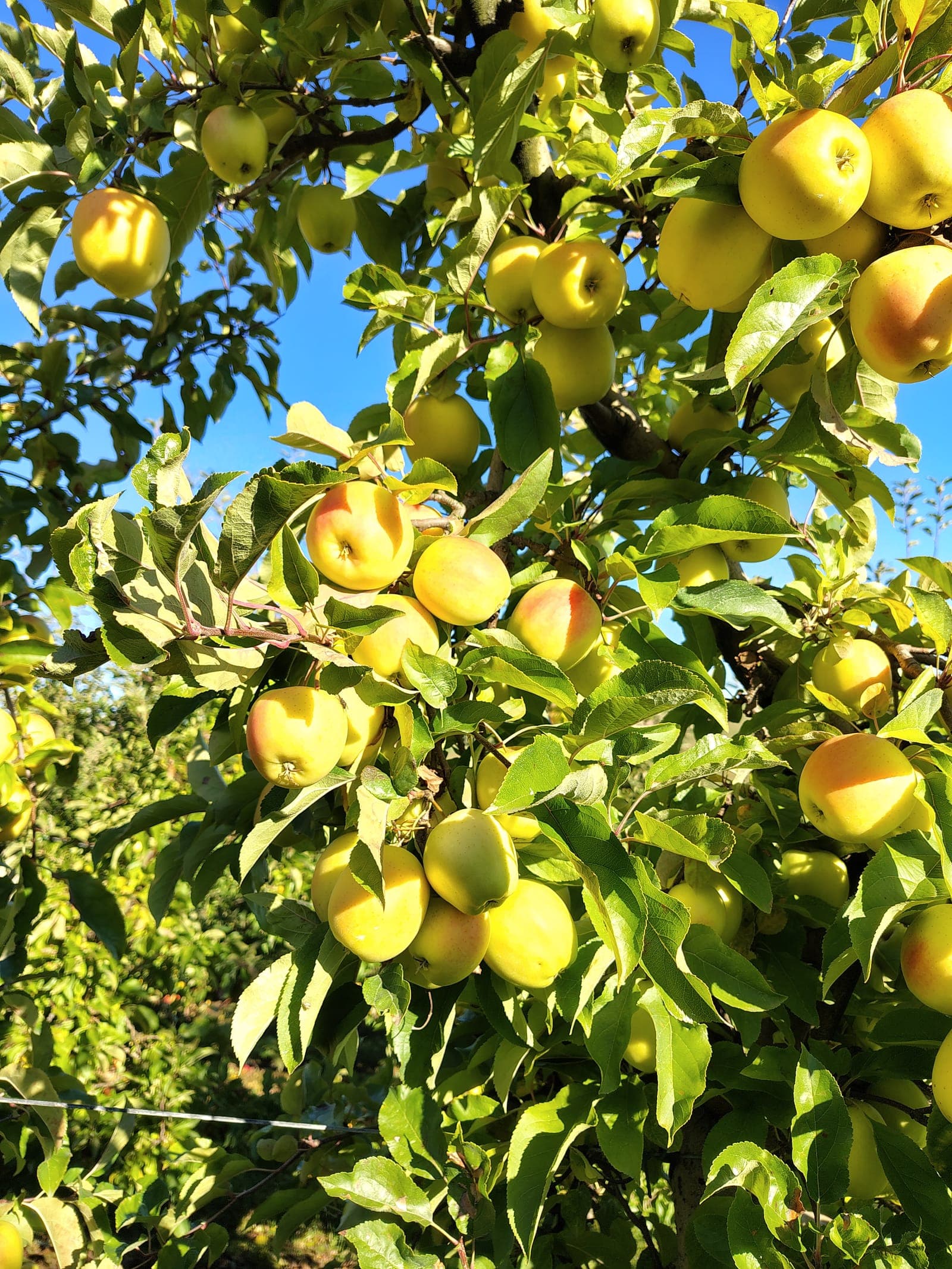 Złote jabłka Golden Delicious dojrzewające na drzewie w słoneczny dzień