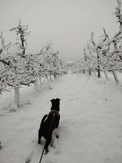 Czarny pies spacerujący wśród zaśnieżonych jabłoni w sadzie