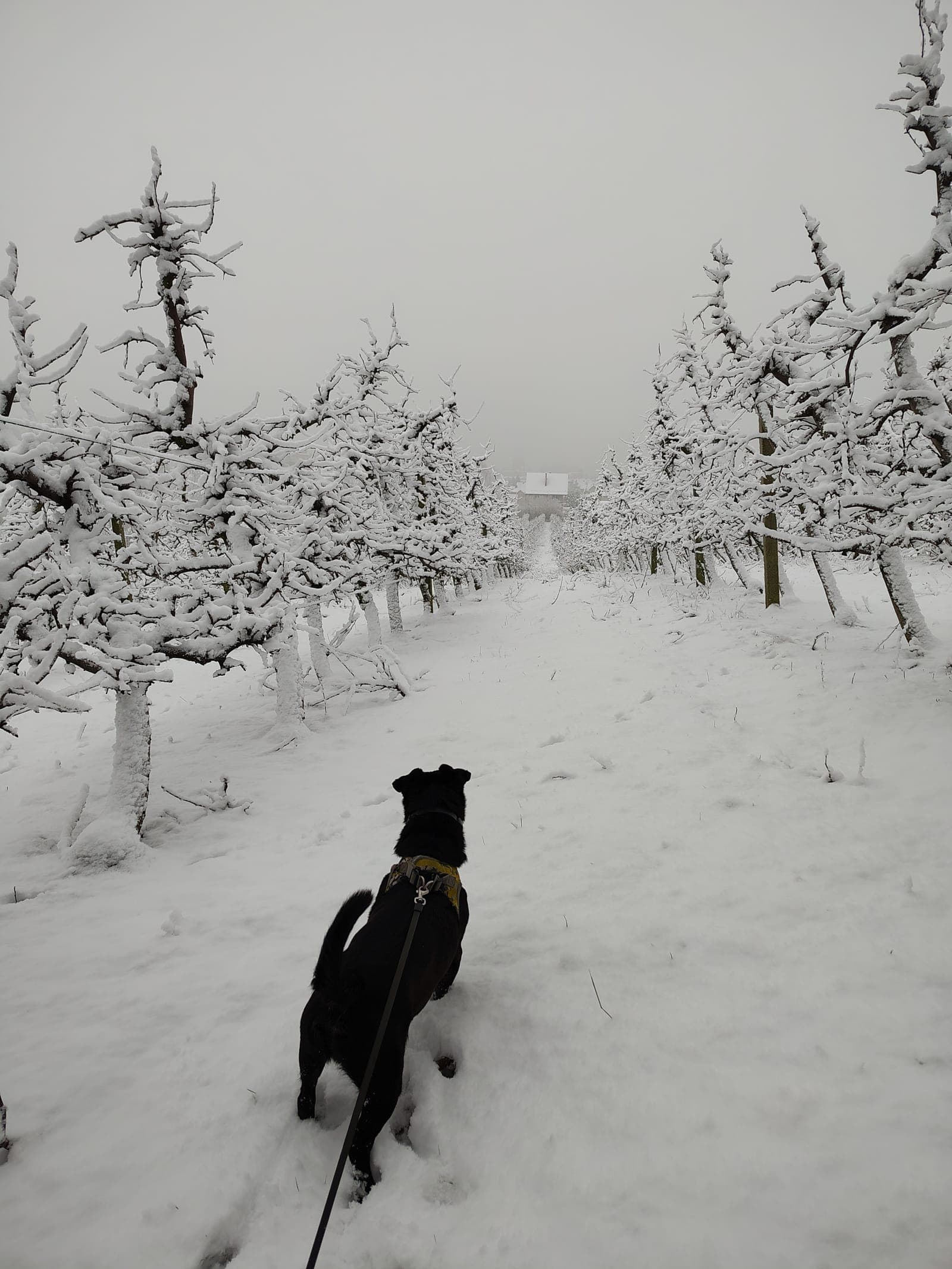 Czarny pies spacerujący wśród zaśnieżonych jabłoni w sadzie