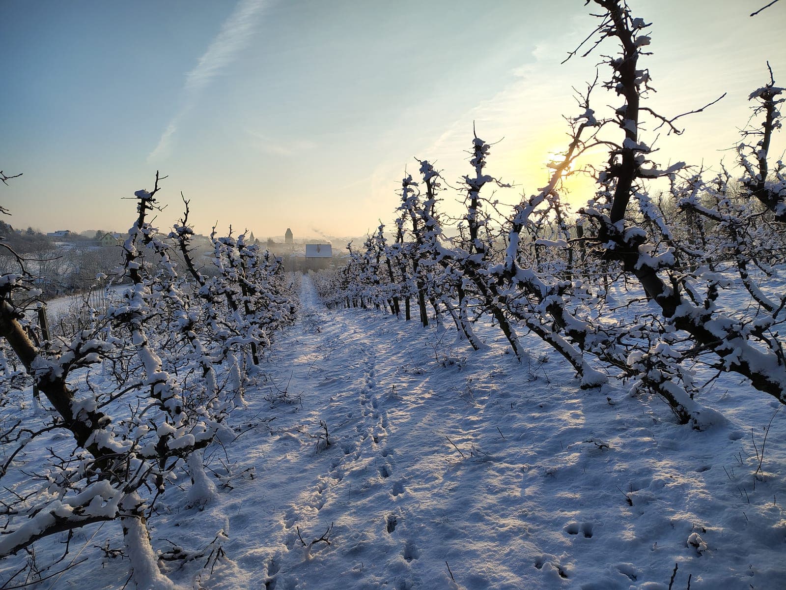 Zimowy wschód słońca w sadzie — szron na gałęziach jabłoni