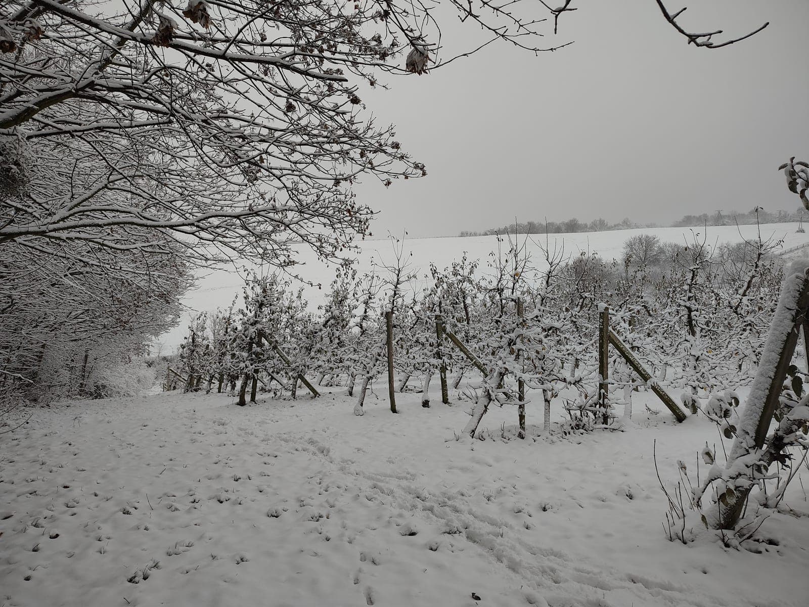 Zaśnieżone jabłonie na wzgórzach — zimowy krajobraz sadu