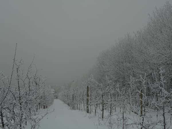 Rzędy jabłoni pokryte szronem — zimowy sad we mgle