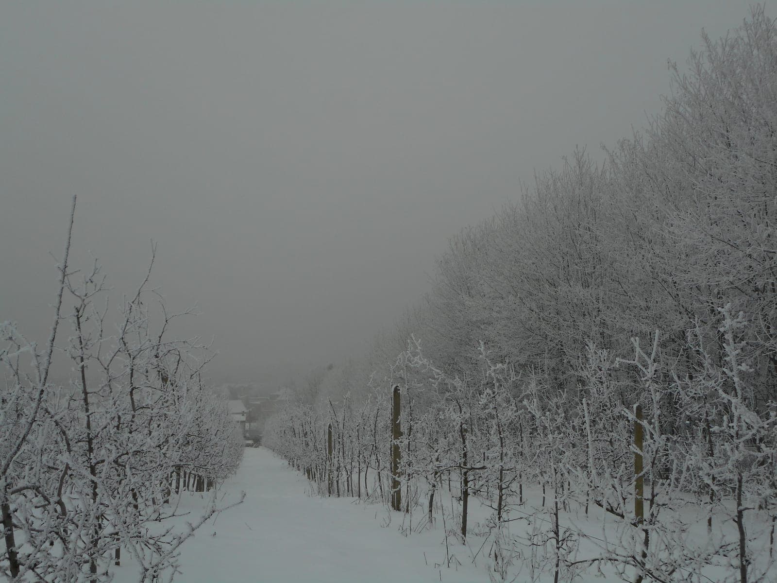 Rzędy jabłoni pokryte szronem — zimowy sad we mgle