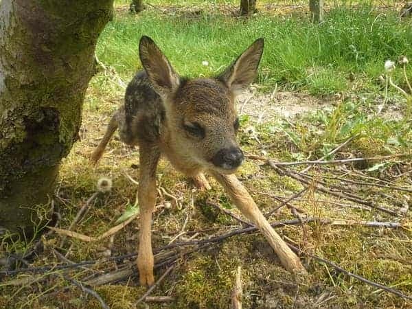 Młody jelonek pod drzewem w sadzie Celmerów