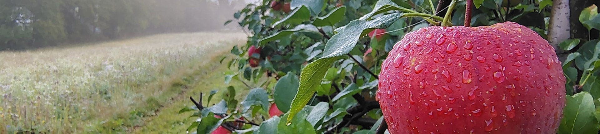 Galeria zdjęć z Sadów Celmerów — kwitnące jabłonie