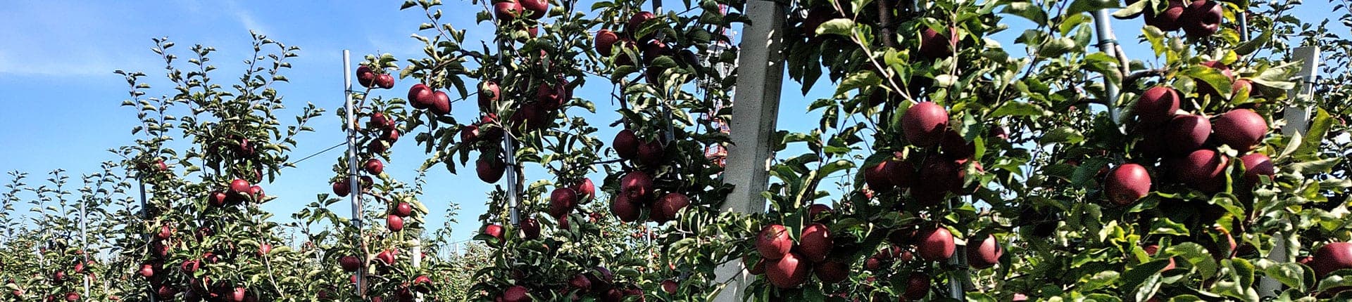 Kontakt z Sadami Celmerów — sad jesienią